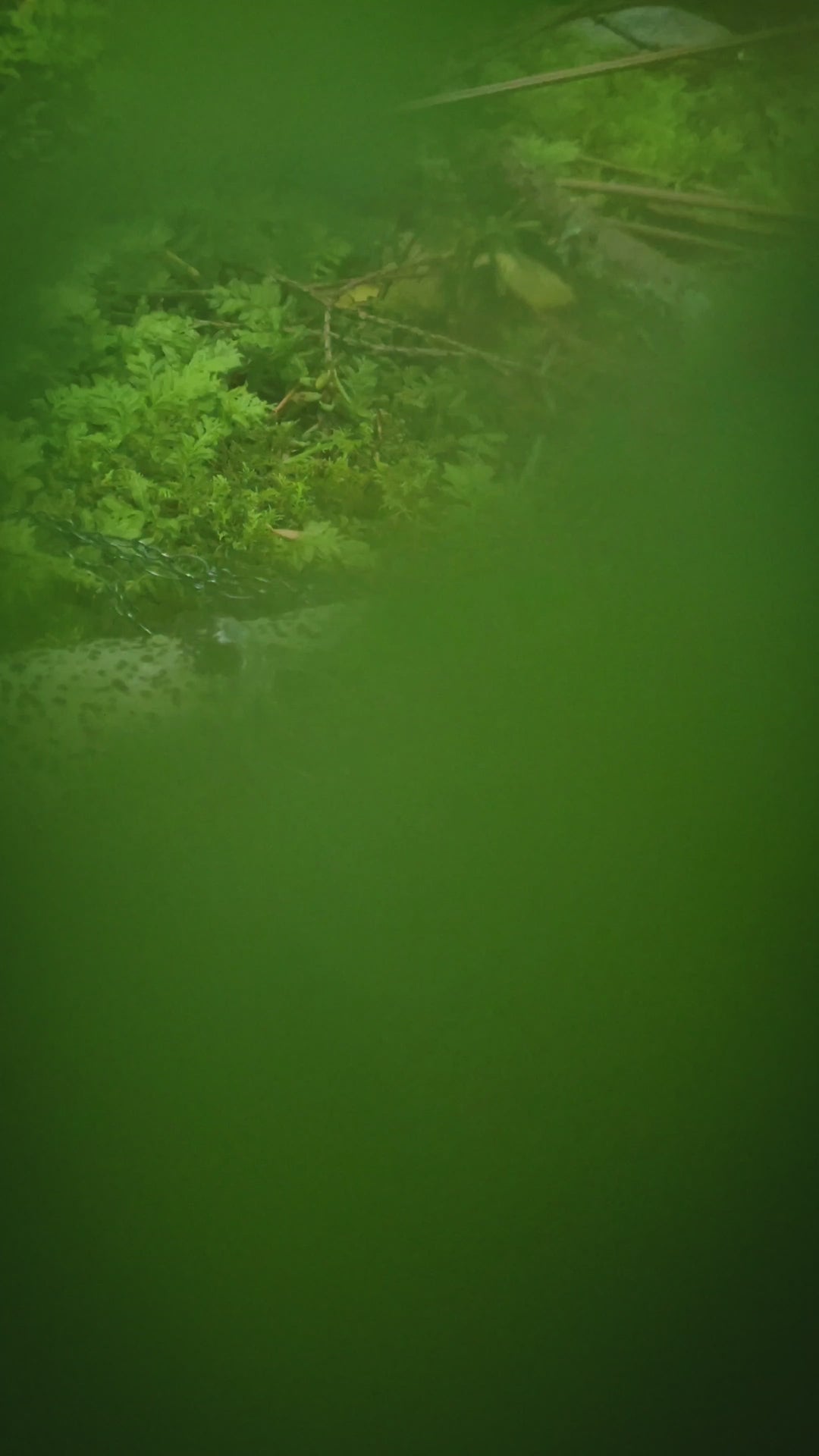 the green king - venetian gothic window amulet